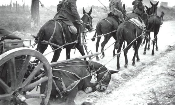 ww1 mule brooke