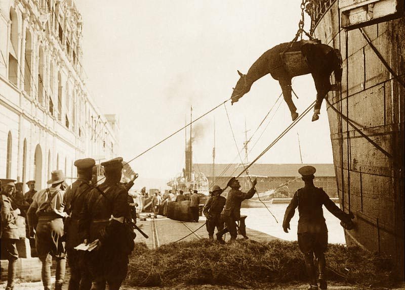 WWI war horse
