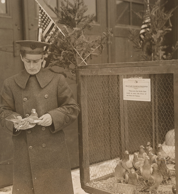 Pigeon Milne