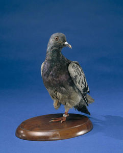 Cher Ami