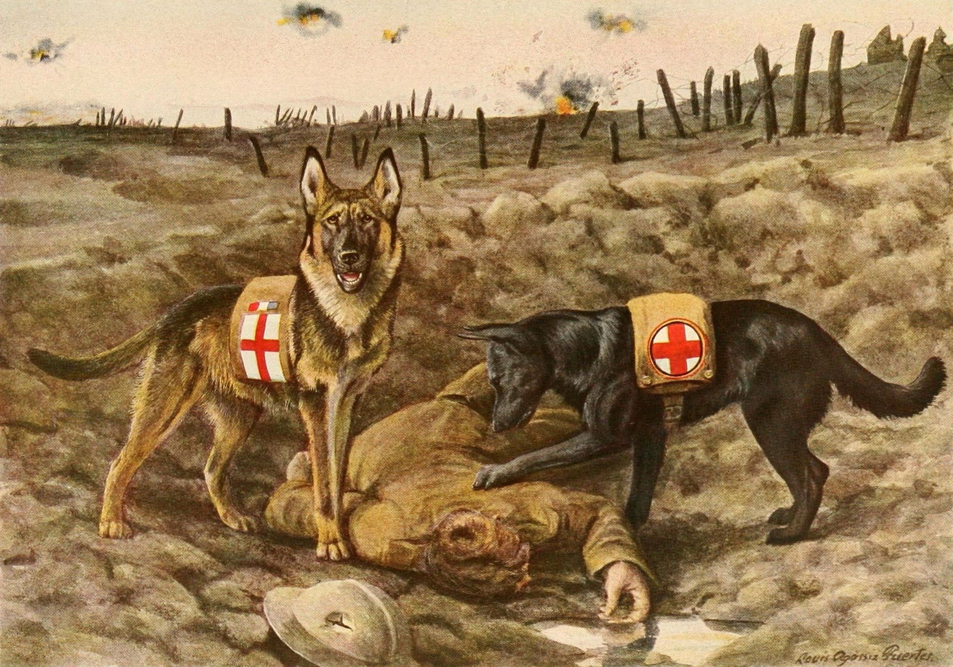 german shepards 996405 1920