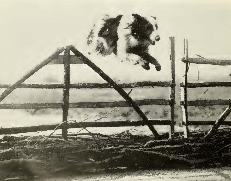 jumping a fence
