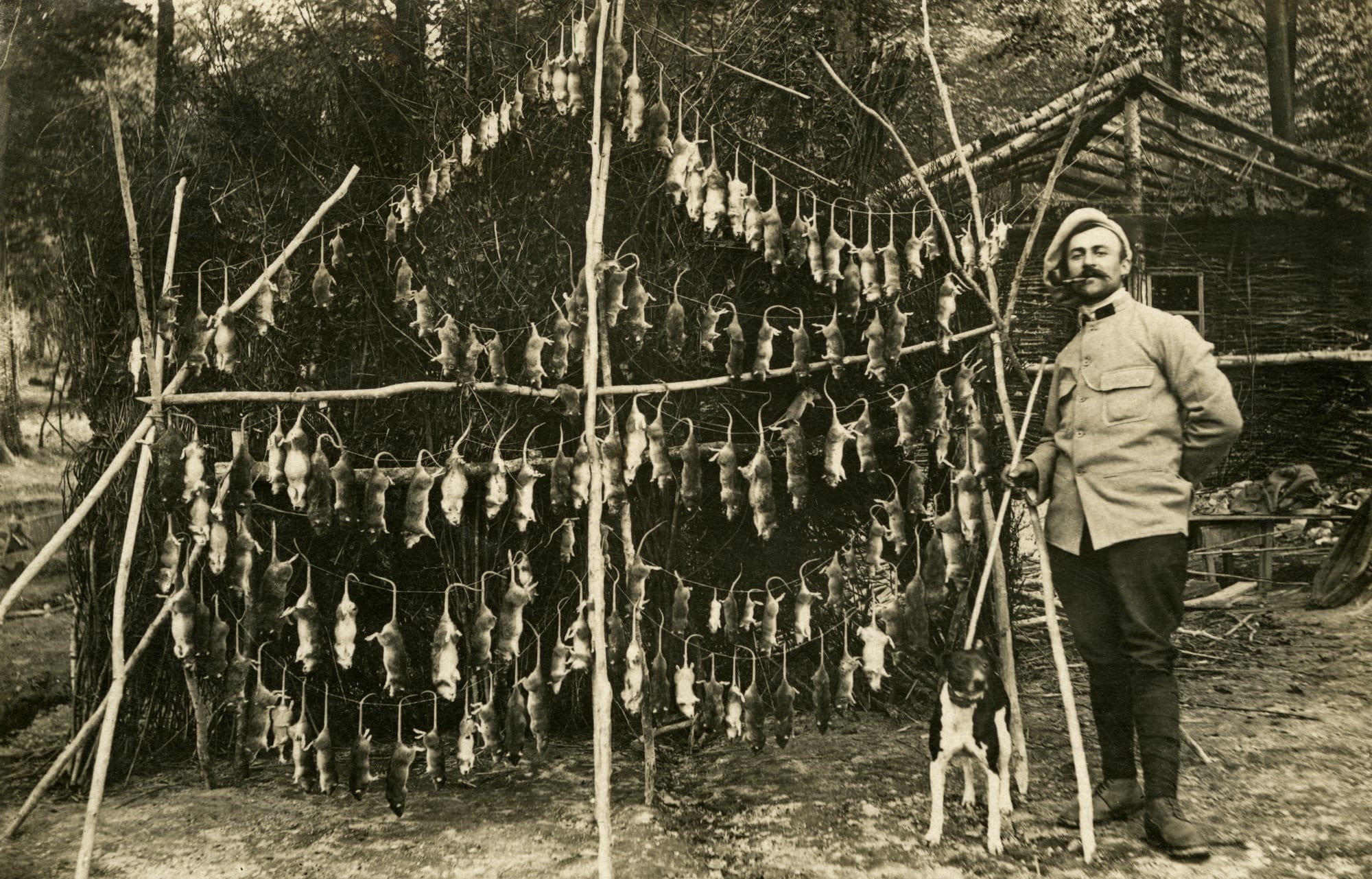 wwi dogs getty 526192646