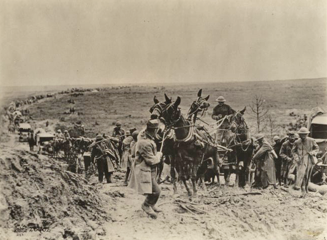 horse image3
