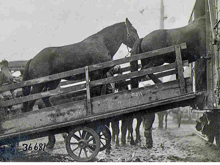 Horses