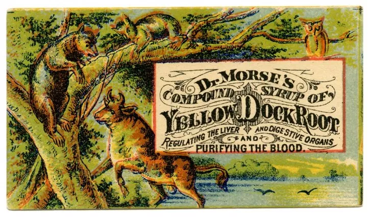 Dr. Morses Compound Syrup of Yellow Dock Root Regulating the Liver and Digestive Organs and Purifying the Blood