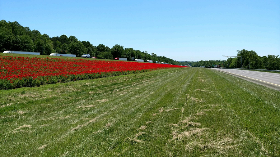 NC Poppies