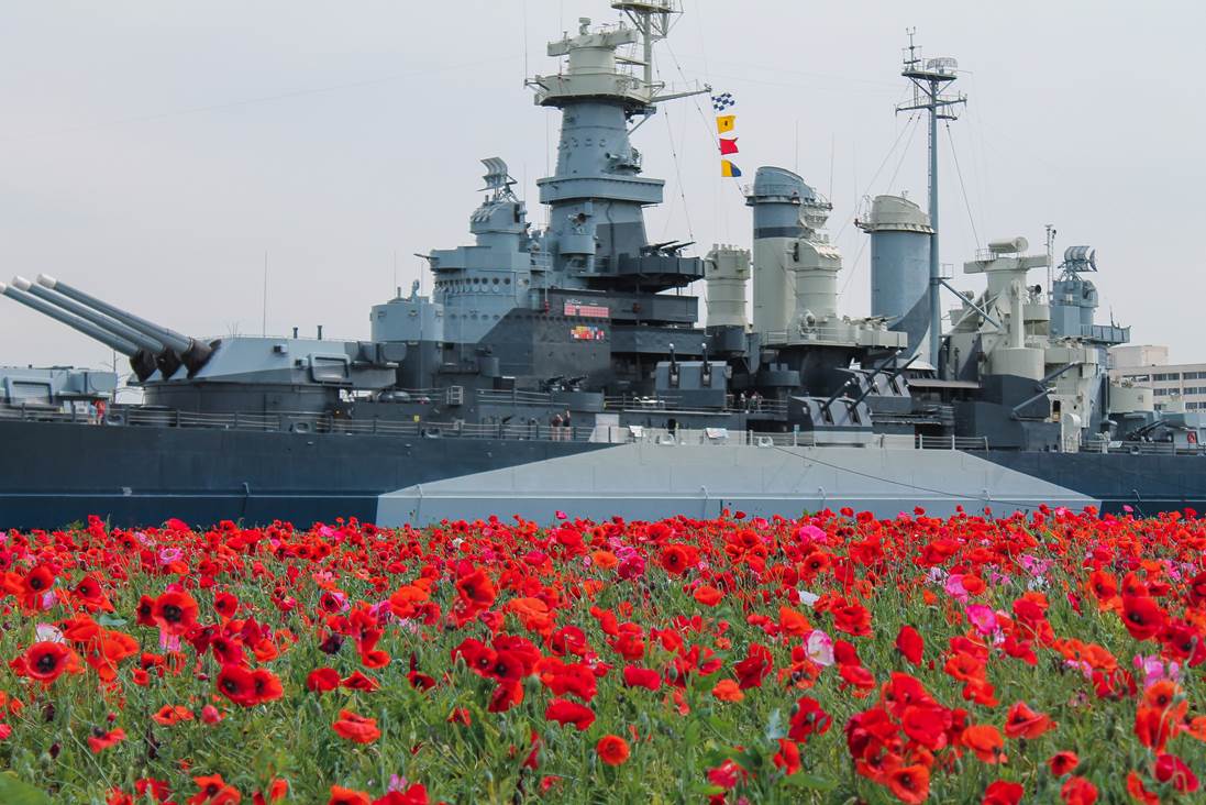 NCDOT poppy flowers with battleship in background