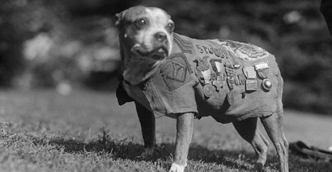 sergeant stubby