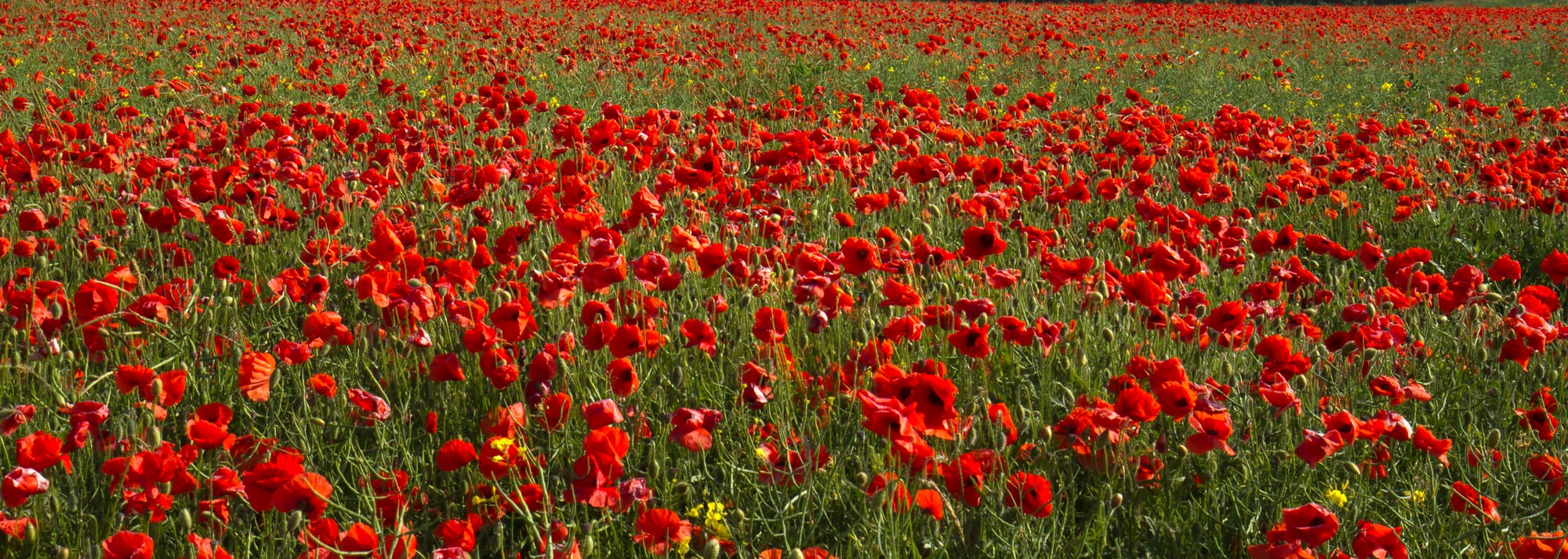 Remembrance Poppies Remembrance Poppies