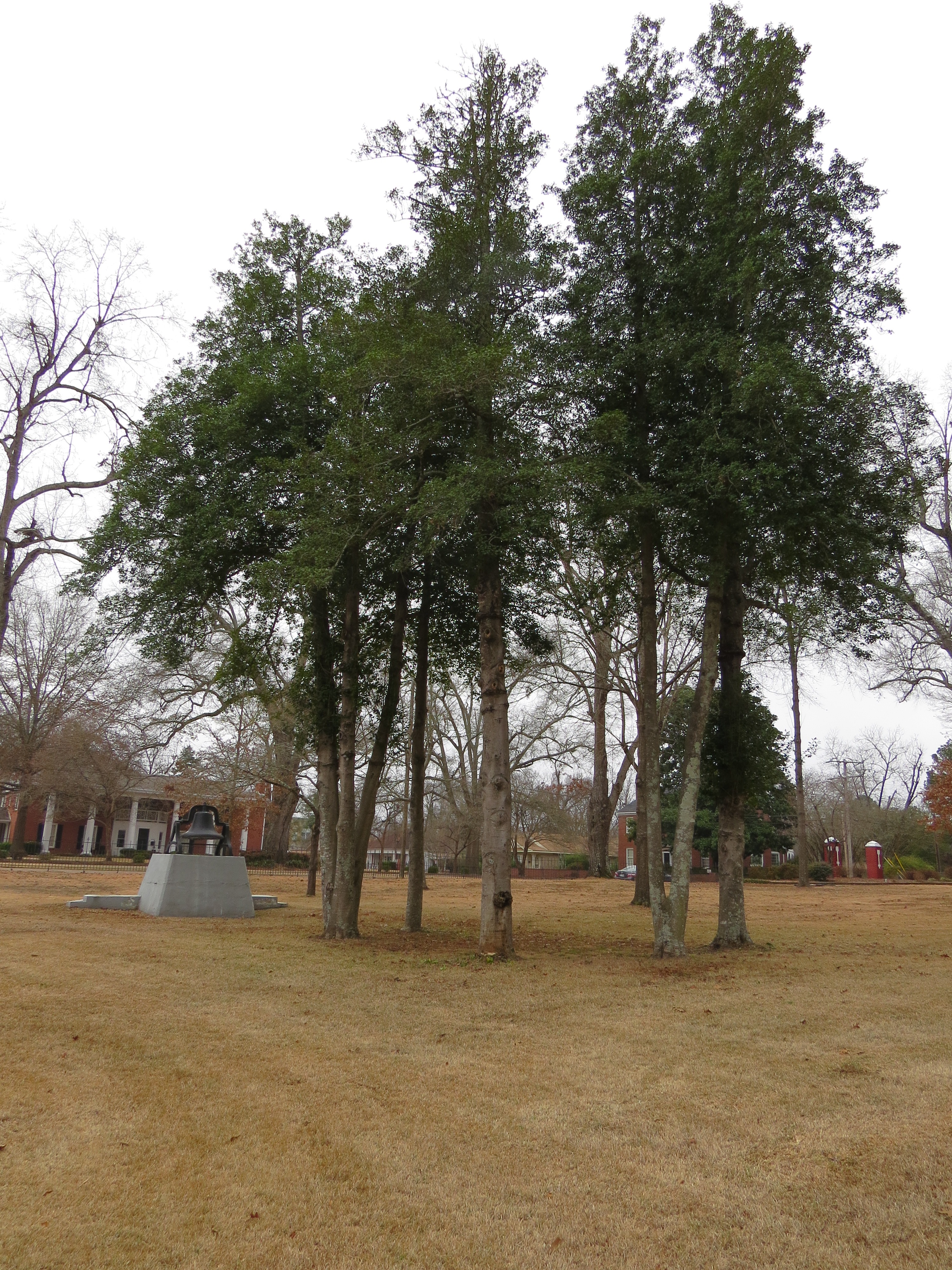 Zoom on the image : Holly Grove Memorial