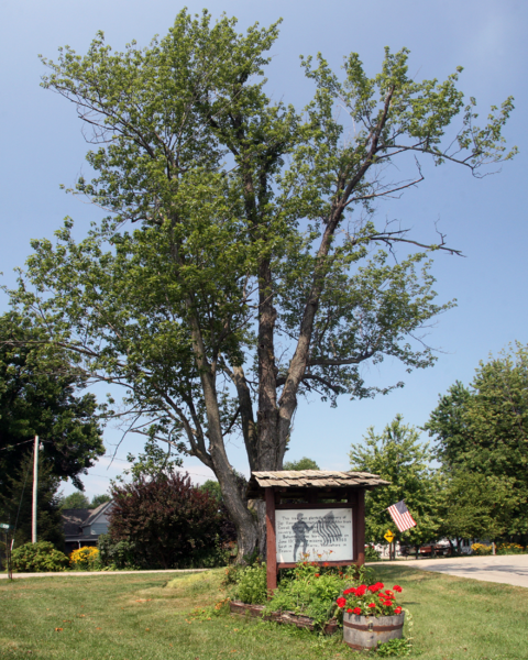 Zoom on the image : The Harry Bohannon Marker and Tree