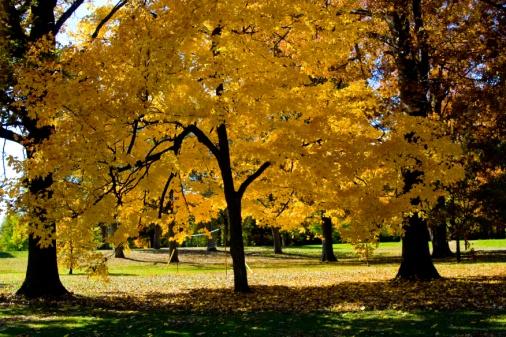 Zoom on the image : Garfield Park Grove of Remembrance
