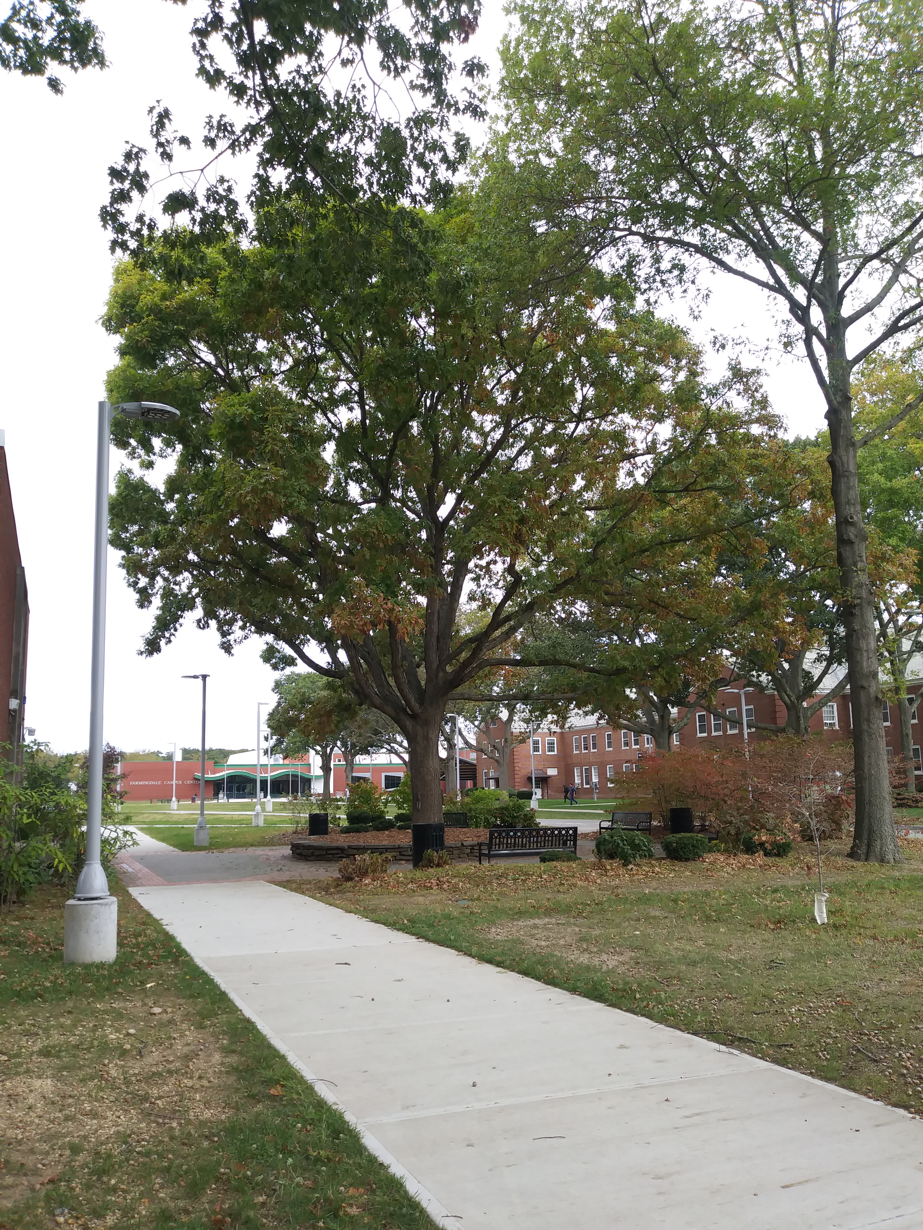 Zoom on the image : Farmingdale State College Memorial Oak