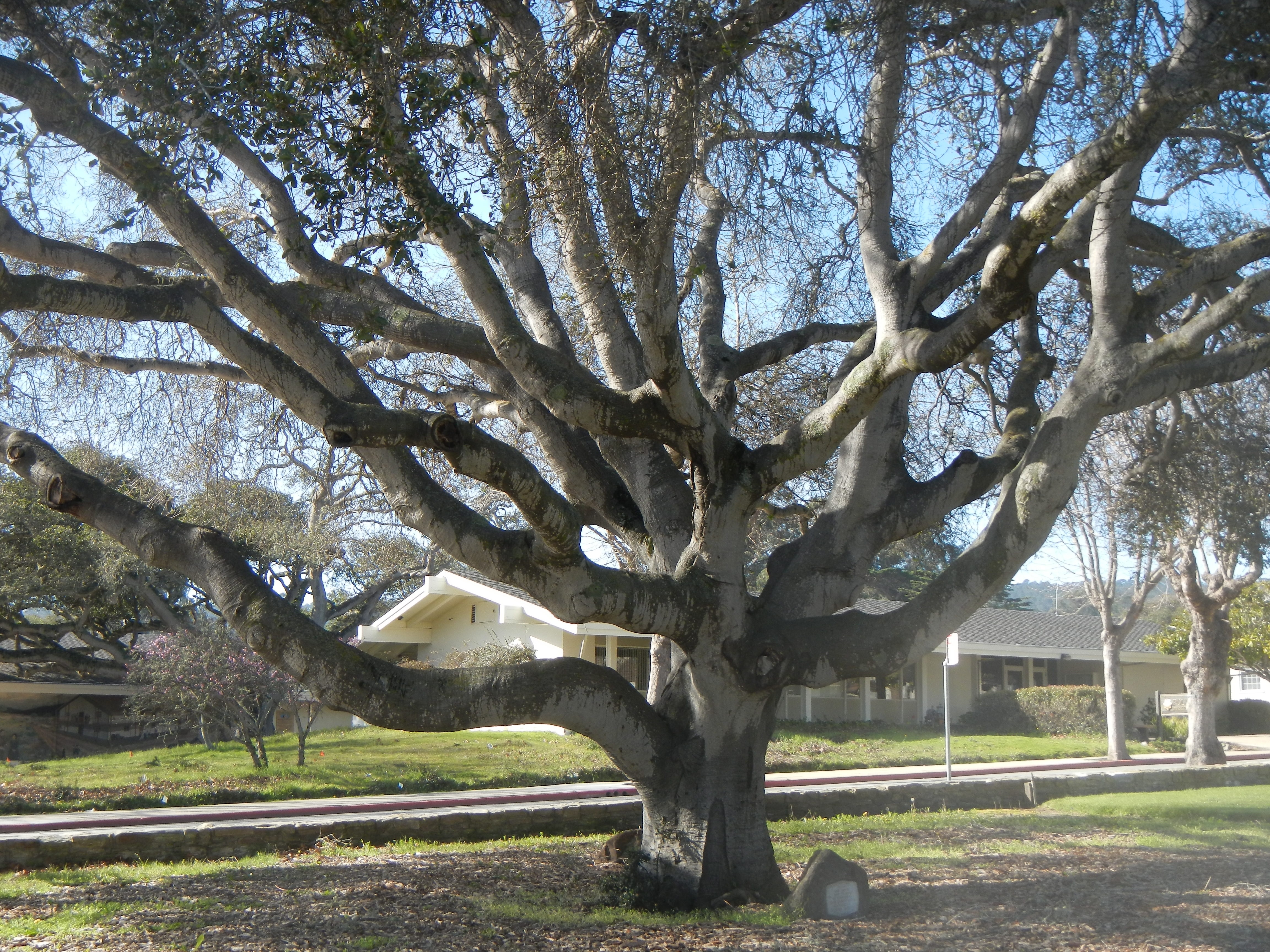 Zoom on the image : Monterey World War I Memorial Live Oak Tree