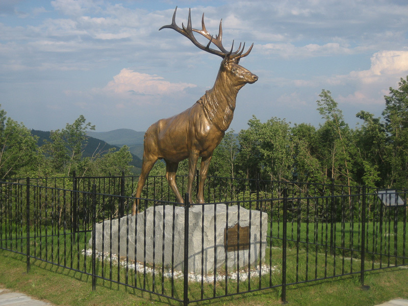 Zoom on the image : Elk on the Trail 