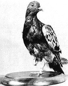 Cher Ami