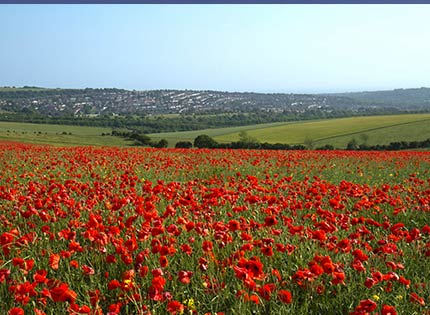 Poppy field 