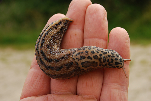 Leopard slug