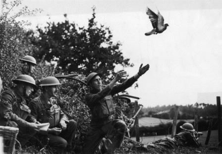 US troops and pigeon
