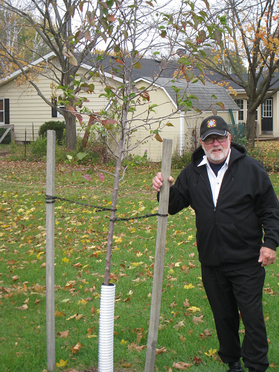 John Carey tree 400