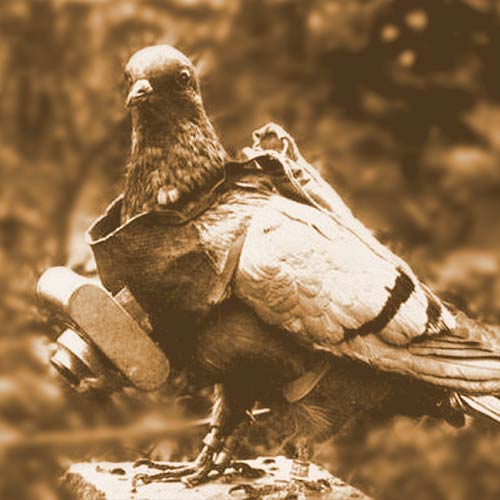 German Avian Intelligence - Pigeons started to go high tech in WWI