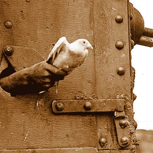 Homing pigeon launching from tank