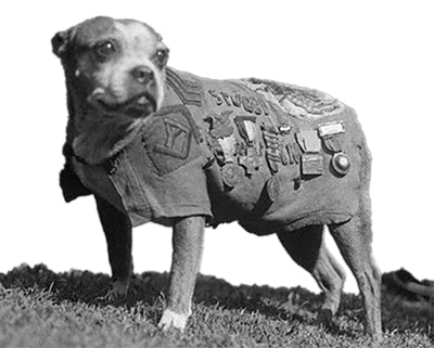 Stubby Buzzfeed Picture