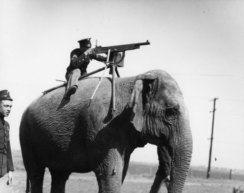elephant ww1